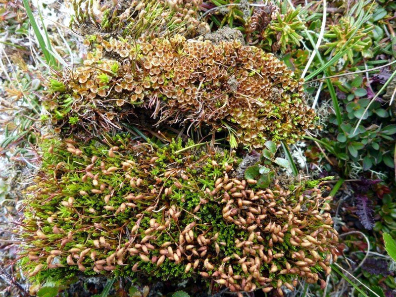 Psilopilum laevigatum